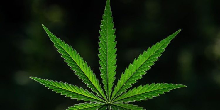 10 Biggest Cannabis Stocks in the US and Canada